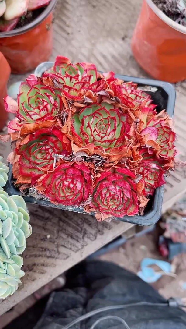 【闪购商品】07341