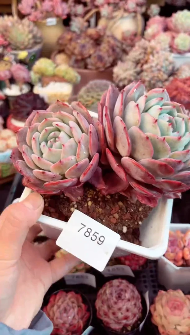 【闪购商品】7859双头劳伦斯杂多肉