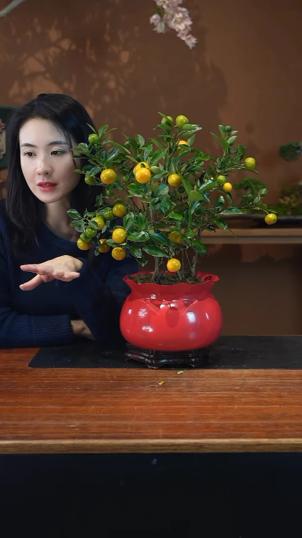 全部花朵小金橘红盆盆景盆景盆景