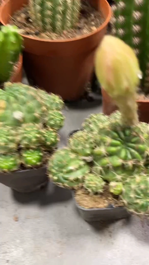 丽花自根 可可