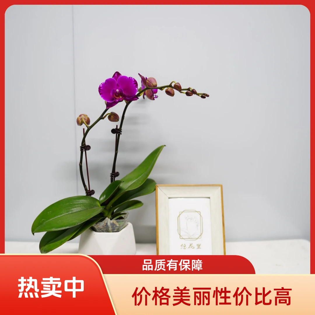 悠花里蝴蝶兰（ 双星光芒 组盆）带花带花苞开花珠发货
