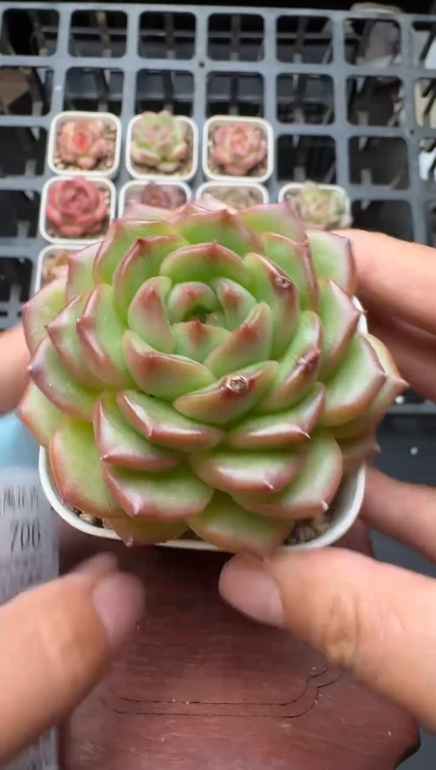 705S带盆土发 当场拍3颗以上包柚 多肉植物 一物一拍