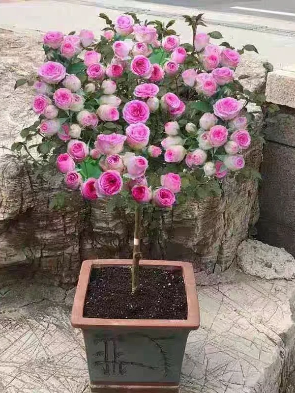 棒棒糖树状月季盆栽地栽苗四季开花花卉阳台庭院绿植苗木月季花