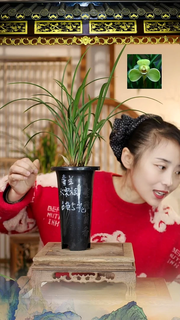 全部花苞宋梅2苗2芽