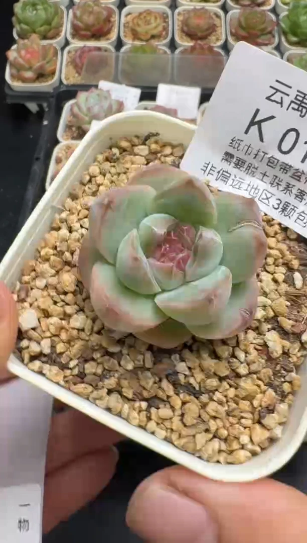 011K云禹多肉植物 带盆土纸巾打包 当天拍3颗包邮