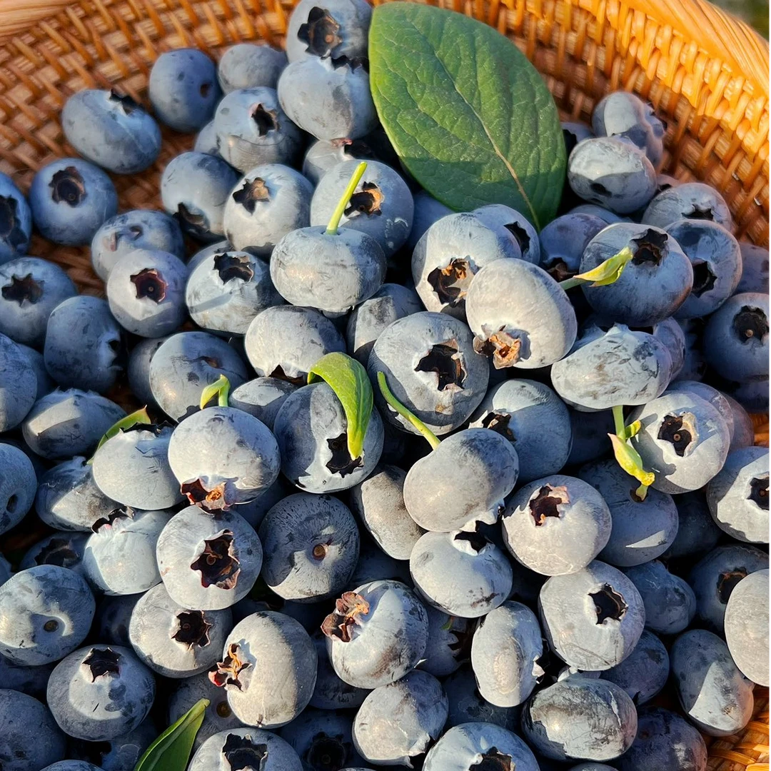 花香蓝莓云南特级精选蓝莓口口花香产地直发HJ