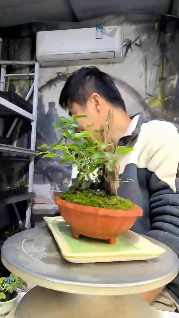 尔*中青园艺一物一拍花78