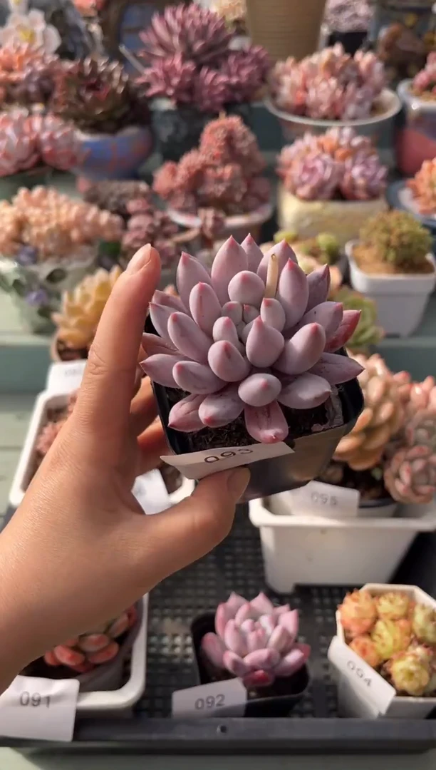 093单头所罗门多肉