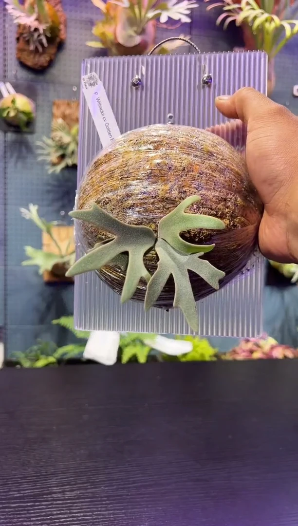 完全开放亚克力板金童