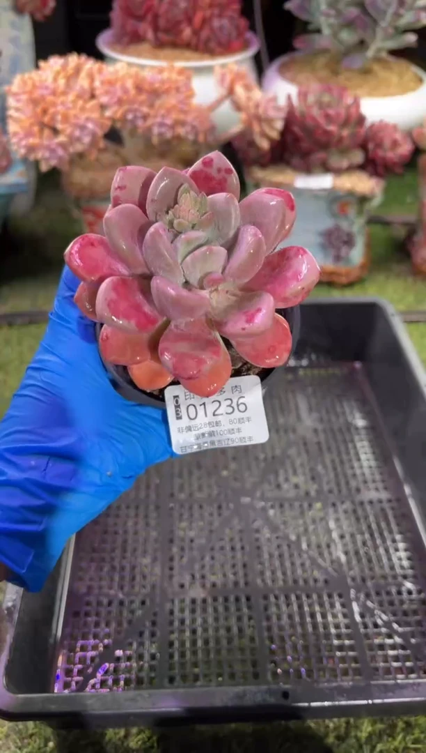 【闪购商品】01236