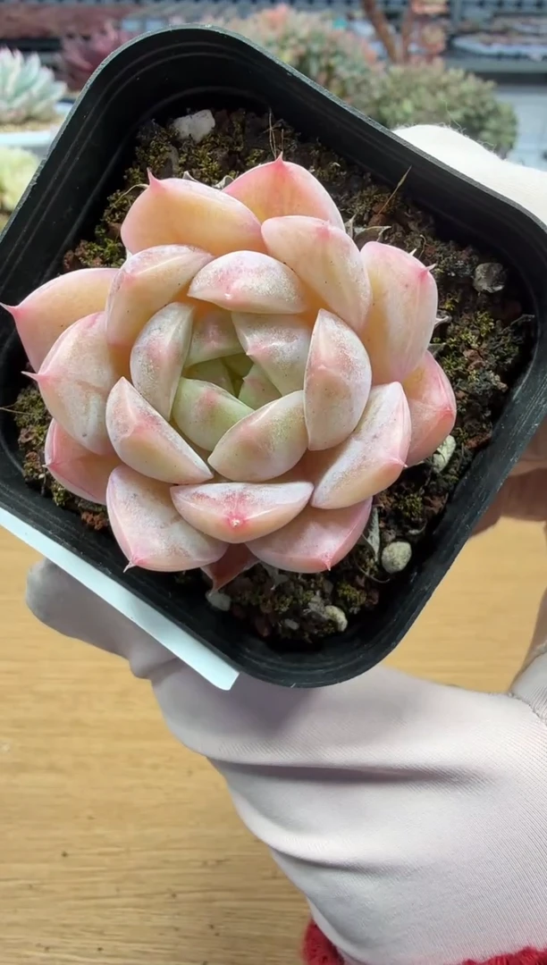 东云多肉园二店-38