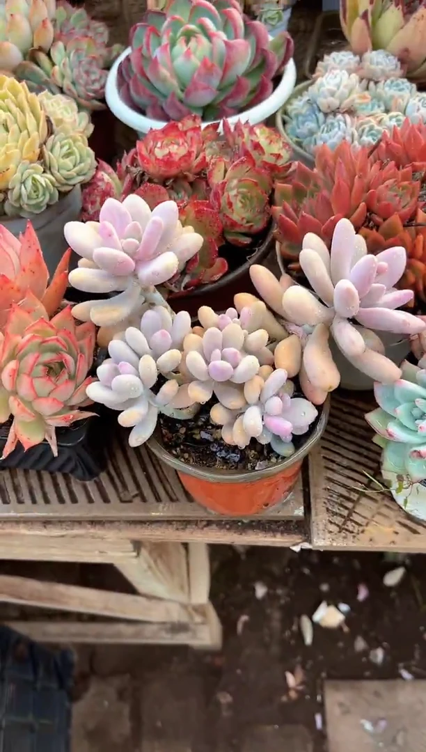 P**G多肉植物一物一拍04308