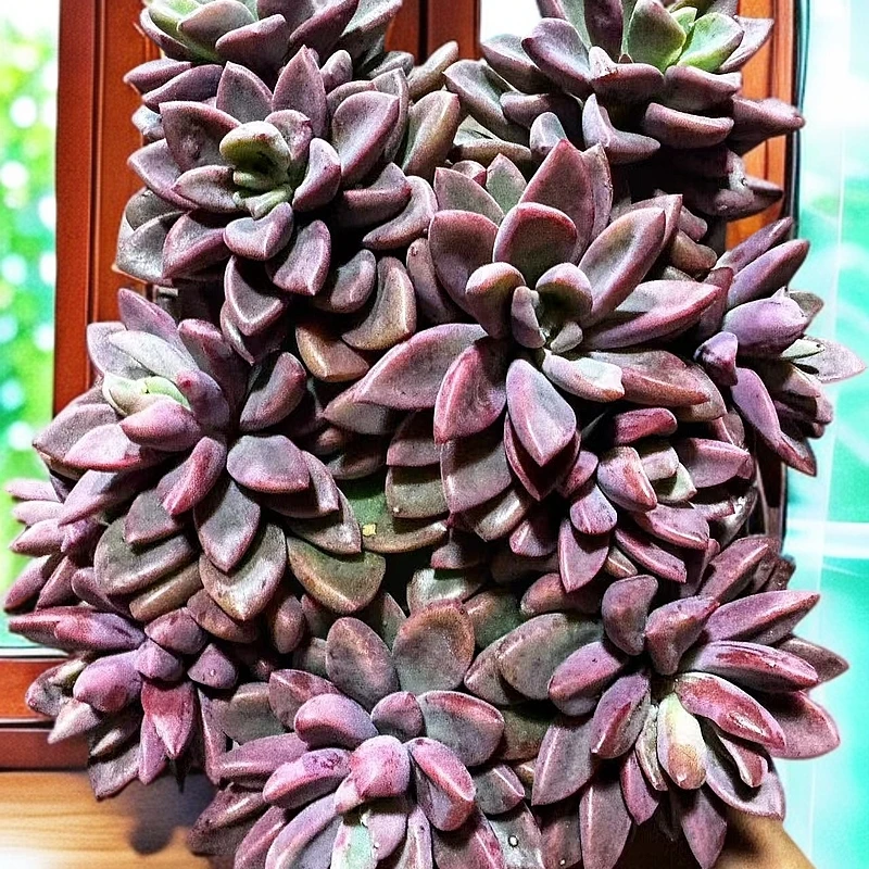 紫心带盆土 多肉植物耐旱 以直播展示为准