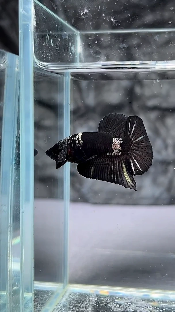 斗鱼竞拍链接A094