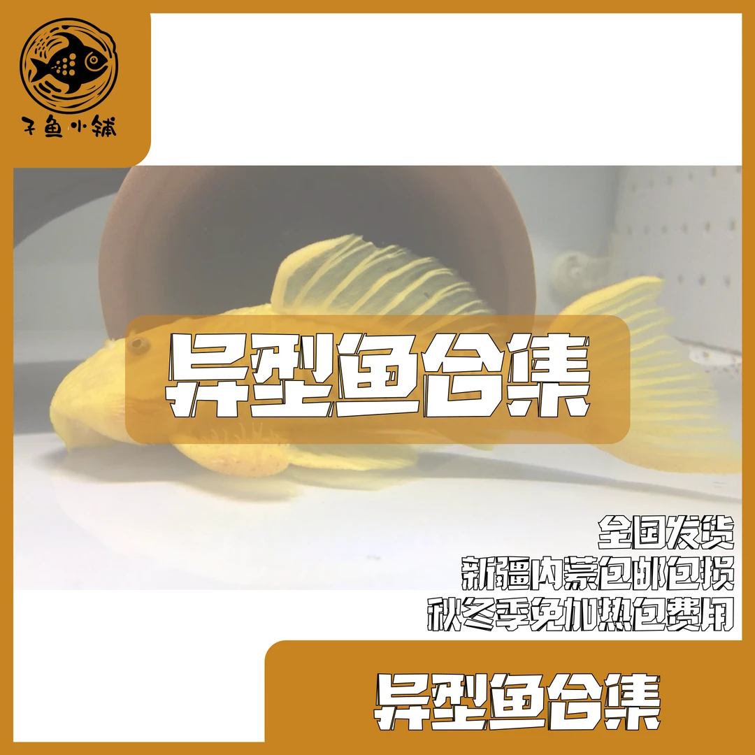 子鱼小铺甄选 异型鱼南美鱼底栖鱼淡水鱼合集