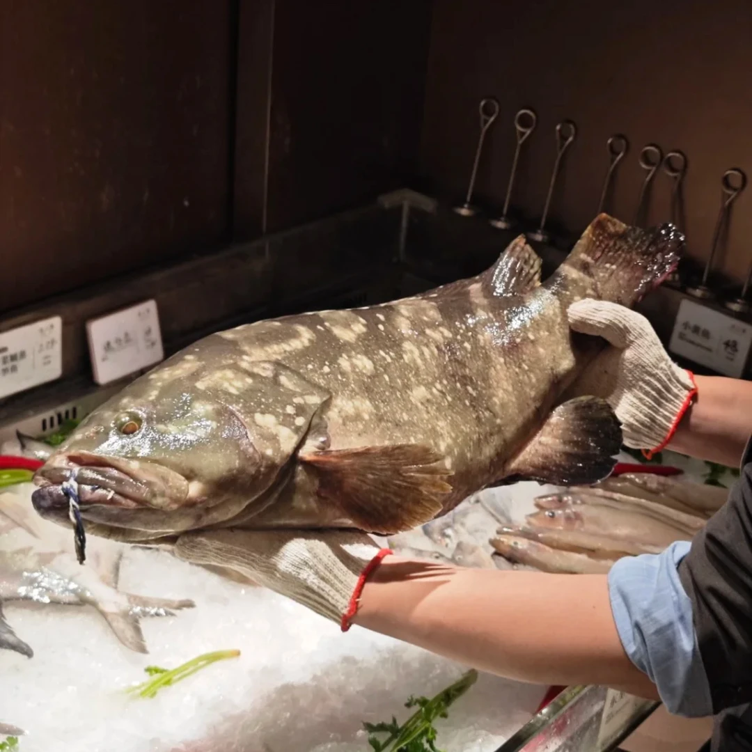 冰鲜油斑鱼 深海石斑鱼 上海发货 保鲜保肥