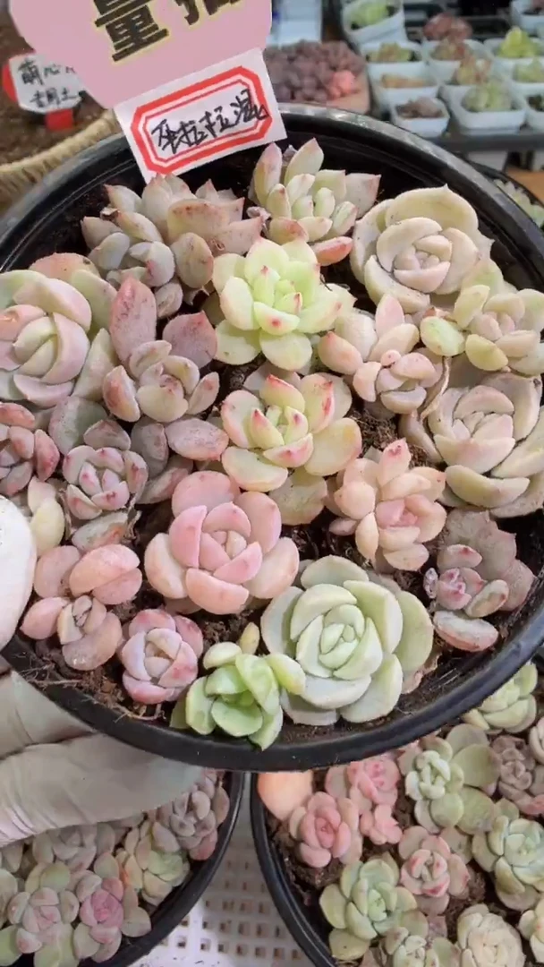 巫拉拉混 1盒 量拍混发（不标注个体名）