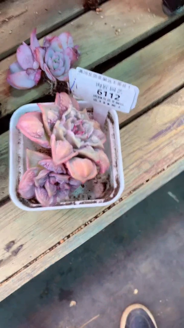 过***天6112 饺子皮变异