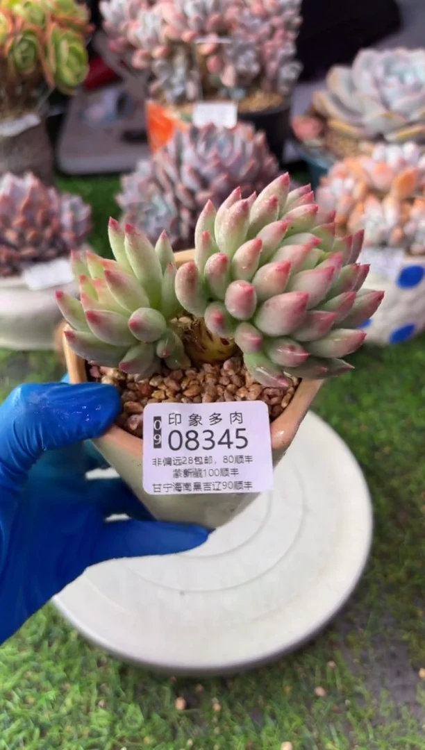 昆明印象多肉08345