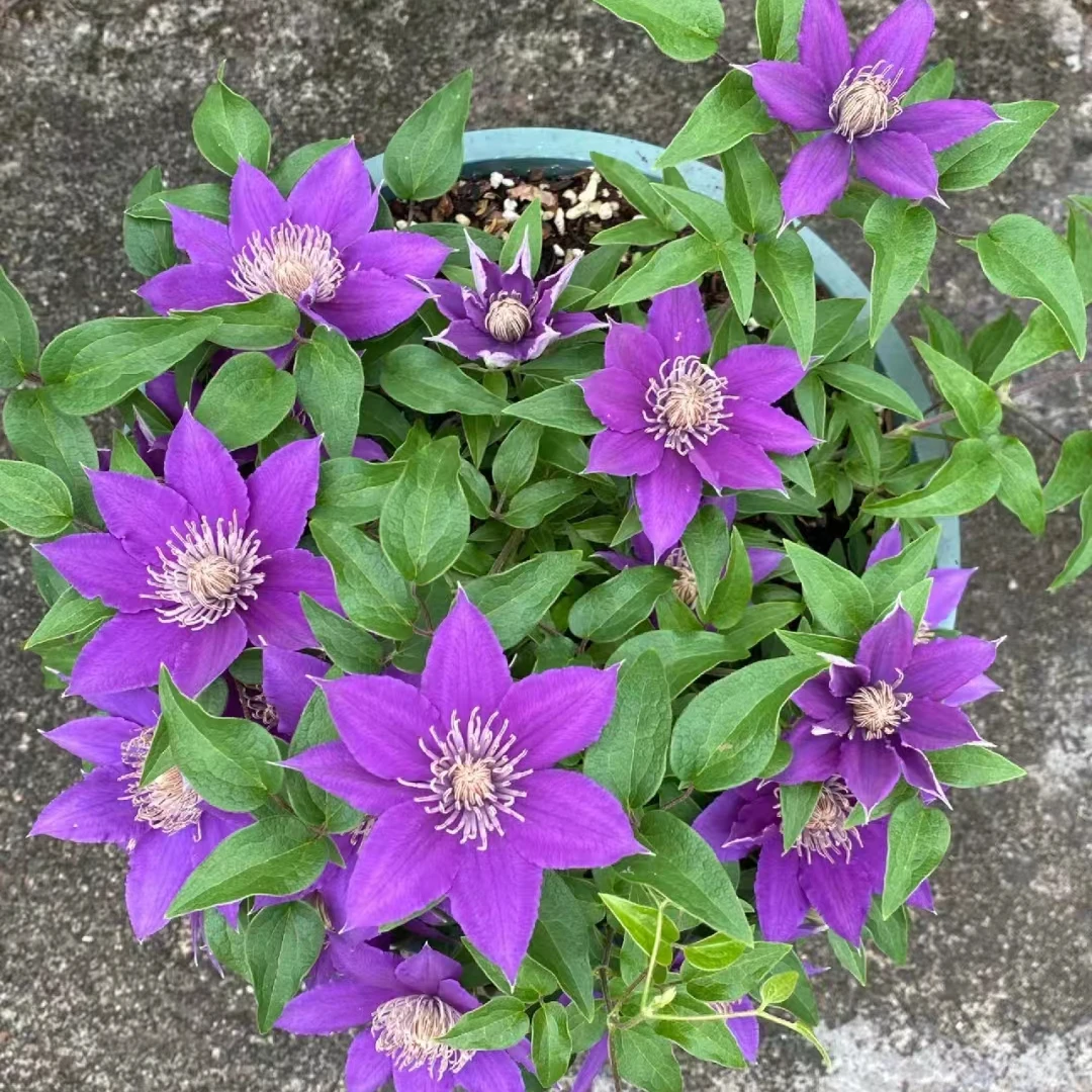 铁线莲花中大苗  啤酒 阳台庭院花园盆栽地栽植物 大道铁