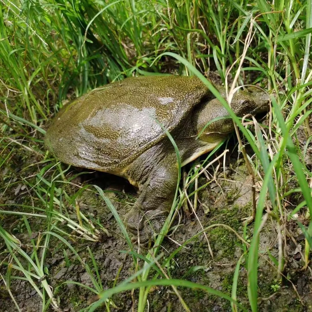 <大表姐助农专属>鲜活外塘活体青黄背甲鱼团鱼水鱼包活到家