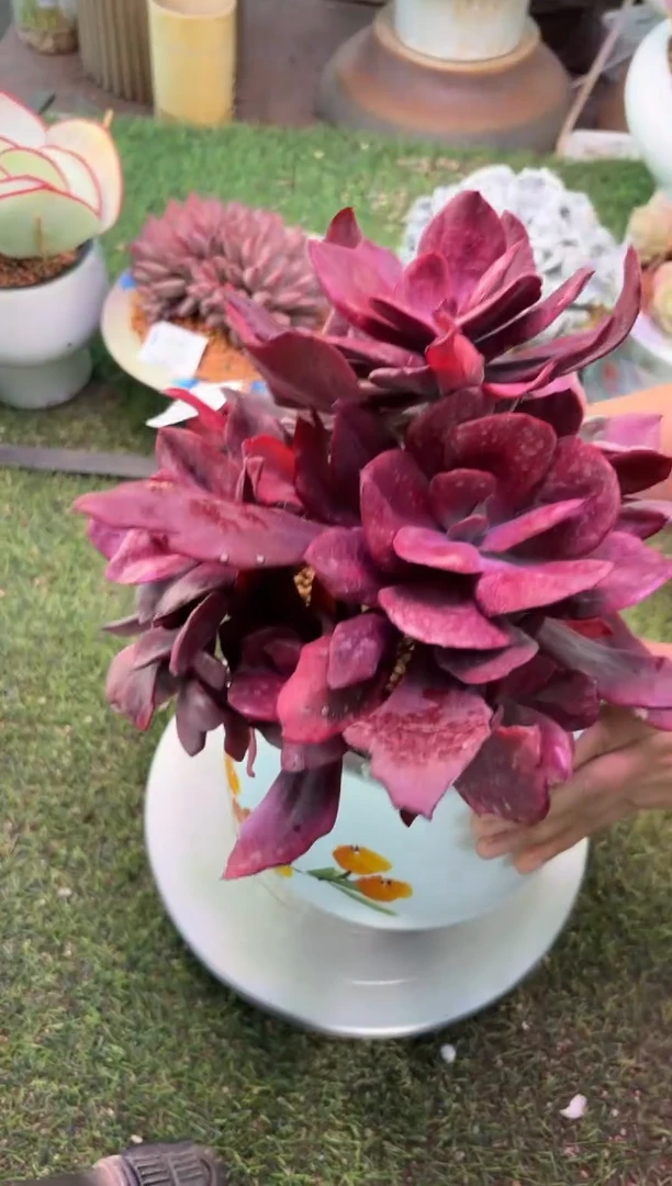 【闪购商品】11095