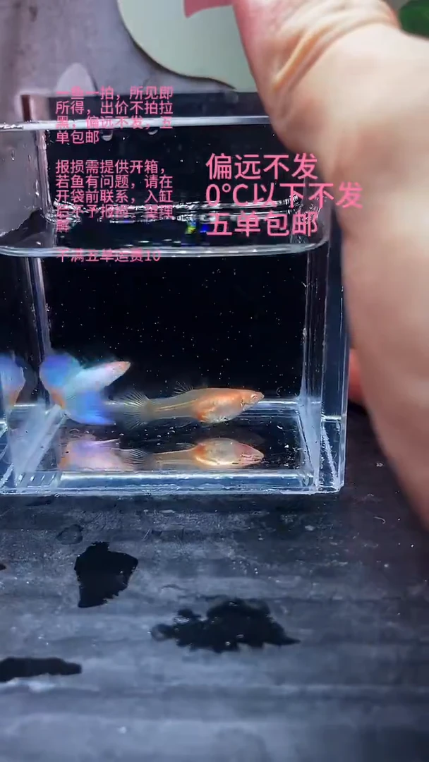 孔雀鱼孔雀鱼 04