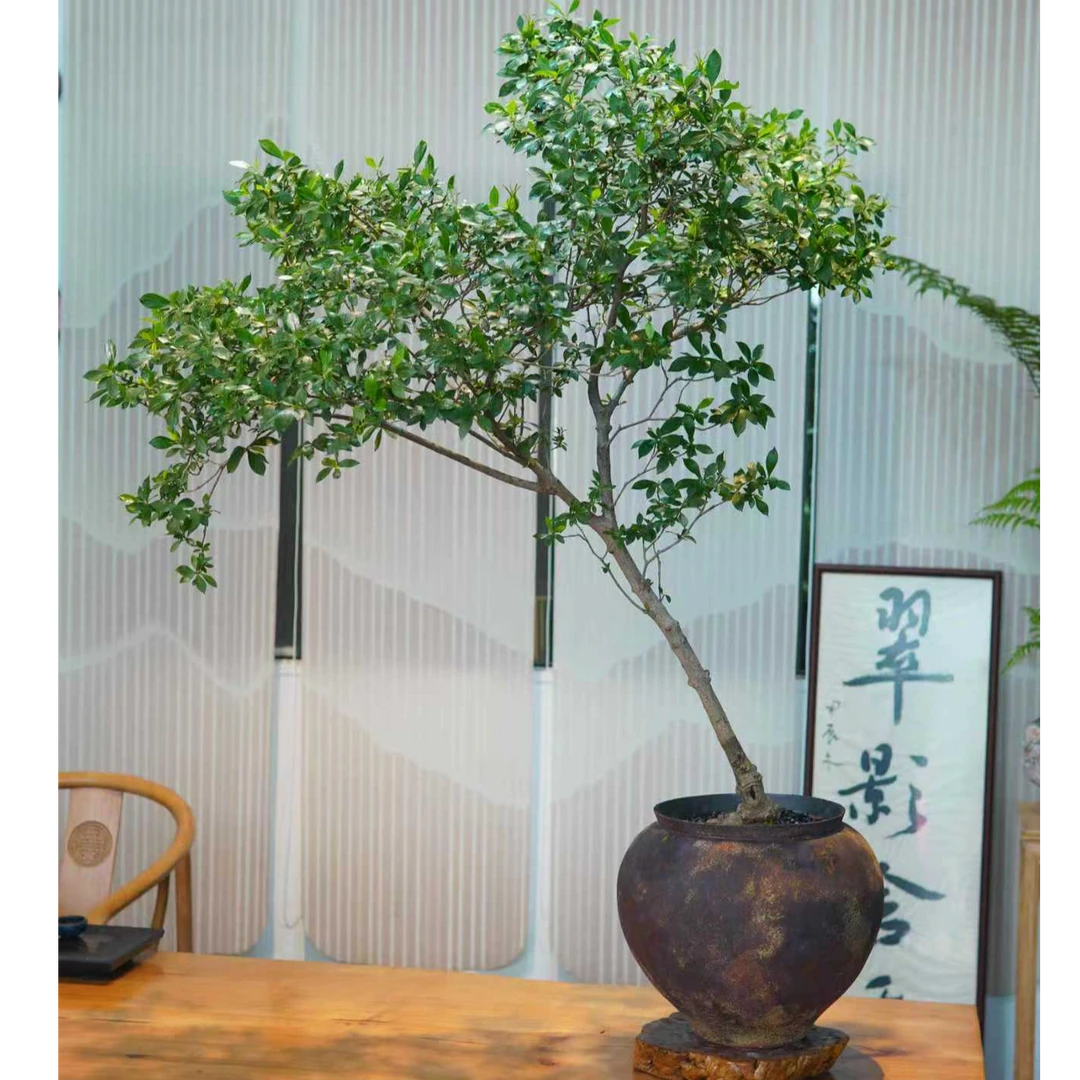 海岛栀子花 造型盆景 家居办公盆景