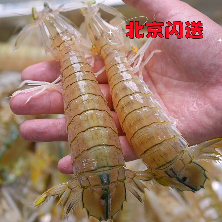 【鲜活皮皮虾】中号皮皮虾 （每斤20-30只左右） 虾爬子  皮皮虾 【保鲜不保活】爬爬虾 虾爬子