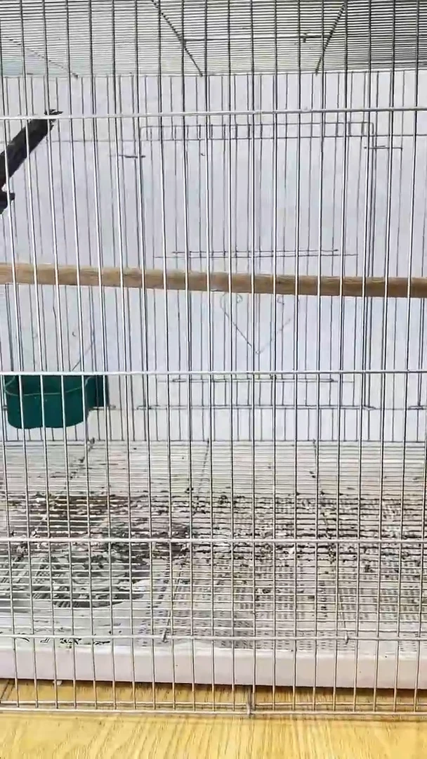 92号长尾老毛养笼0元起拍