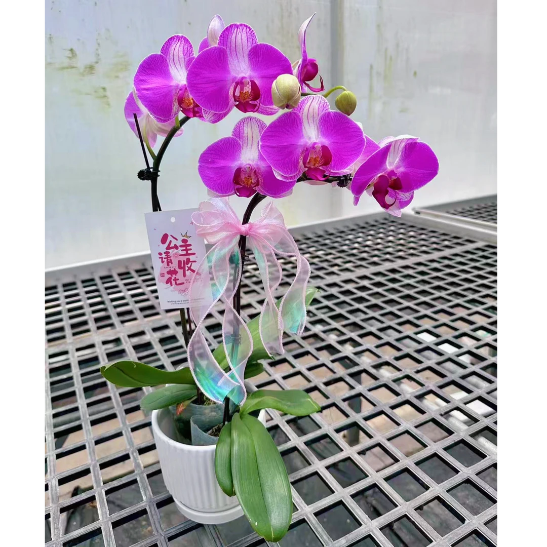 【  玫瑰情人组盆（大花）】（彩色系） 蝴蝶兰高雅别致好养易活放