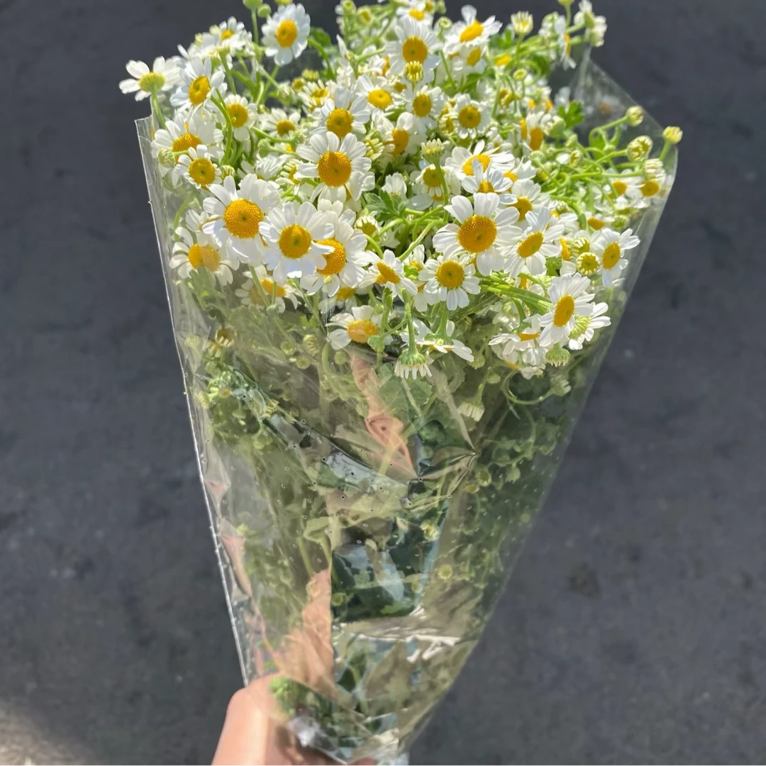 家具鲜花1把洋甘菊（5-6支）不含花瓶家里氛围花店配送上门同城配送