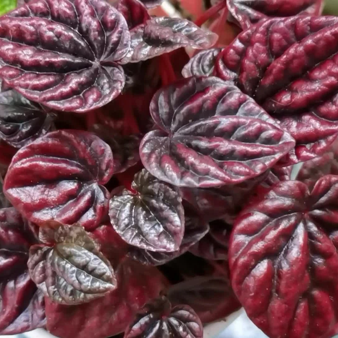 【一物一拍，请勿盲拍】红宝石