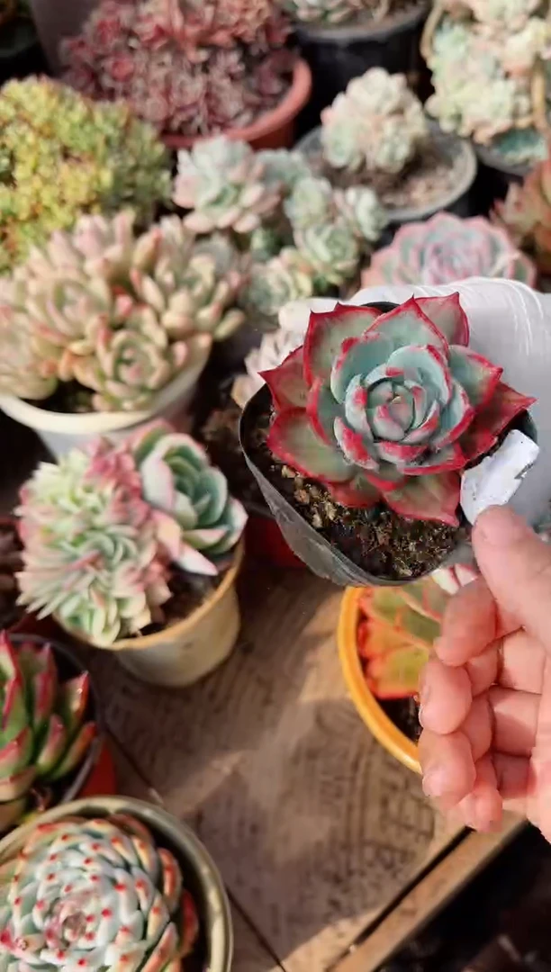 【闪购商品】22231