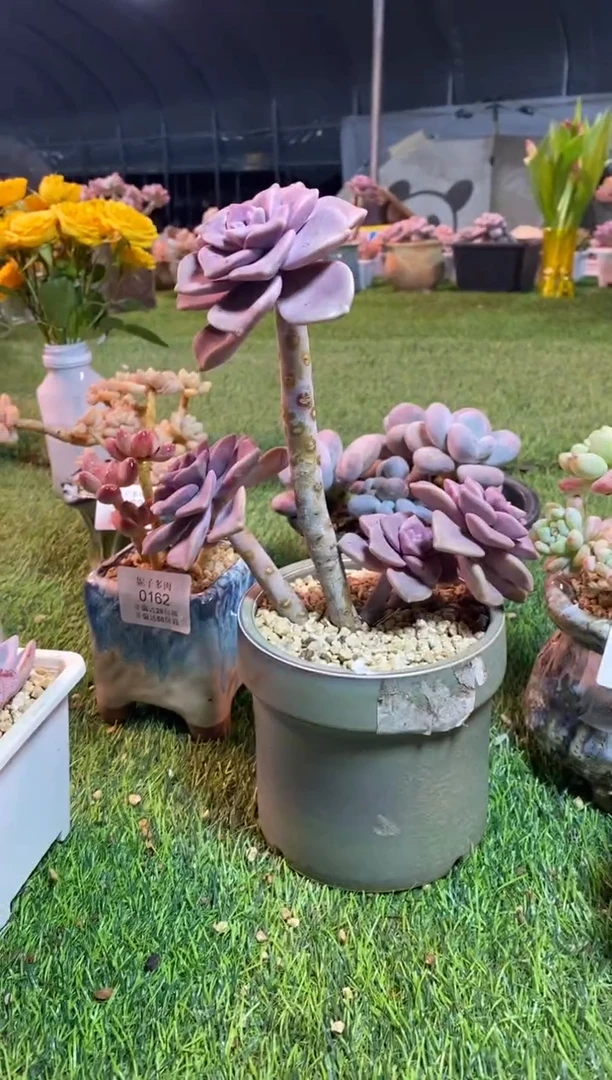 【闪购商品】0166a