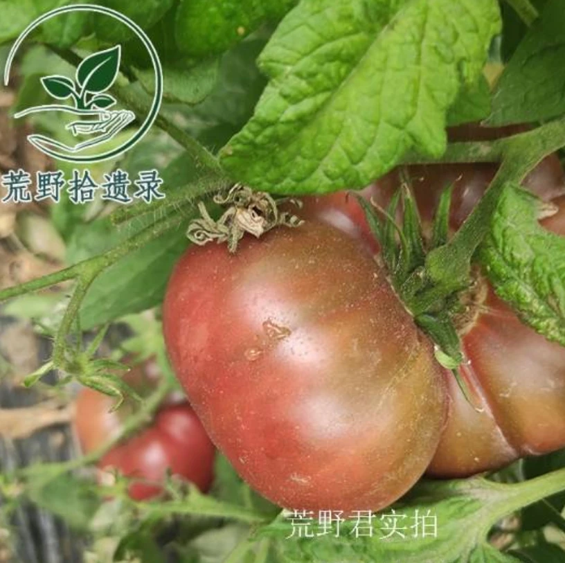 【矮化】罗塞拉紫种子3粒 传统老品种庭院露台盆栽种植（荒野拾遗录）