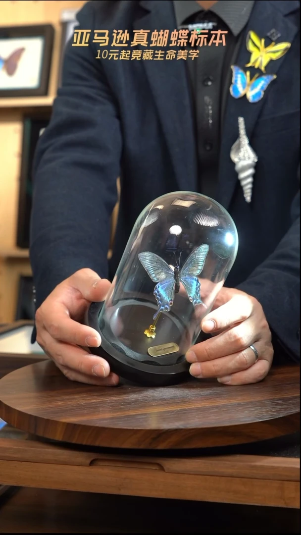 绿带翠凤蝶春型小号玻璃罩