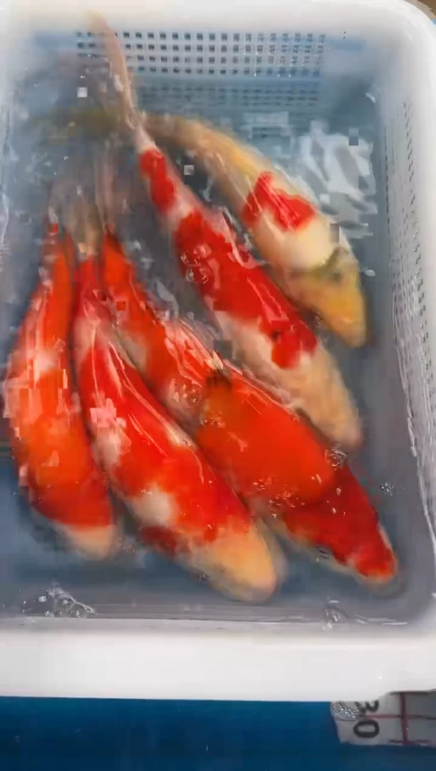 锦鲤秒拍秒付（占单飞机票）10