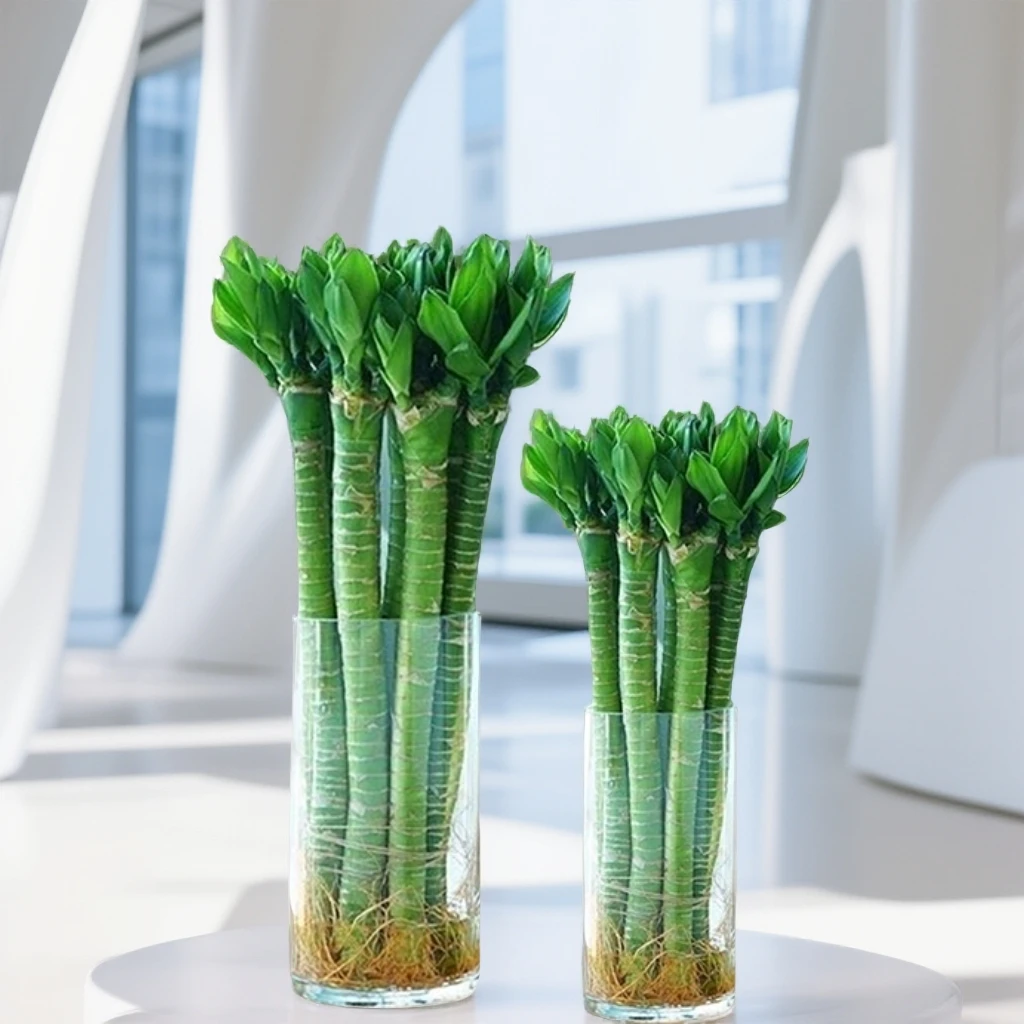 文昌竹龙竹带根水养丁财两旺节节高升水培客厅四季常青植物不带瓶