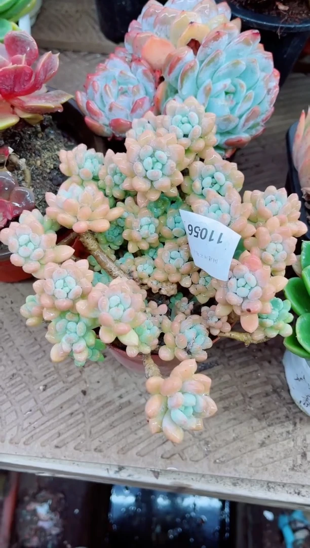 11056多肉植物一物一拍