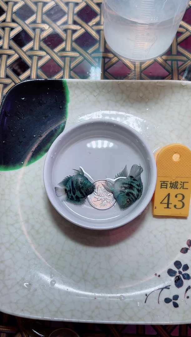 鹦鹉鱼158599555555