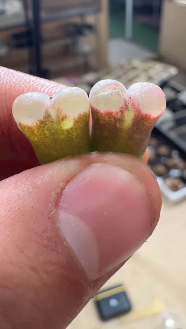 3多肉植物肉锥丘比特爱心磁铁微瑕疵一颗