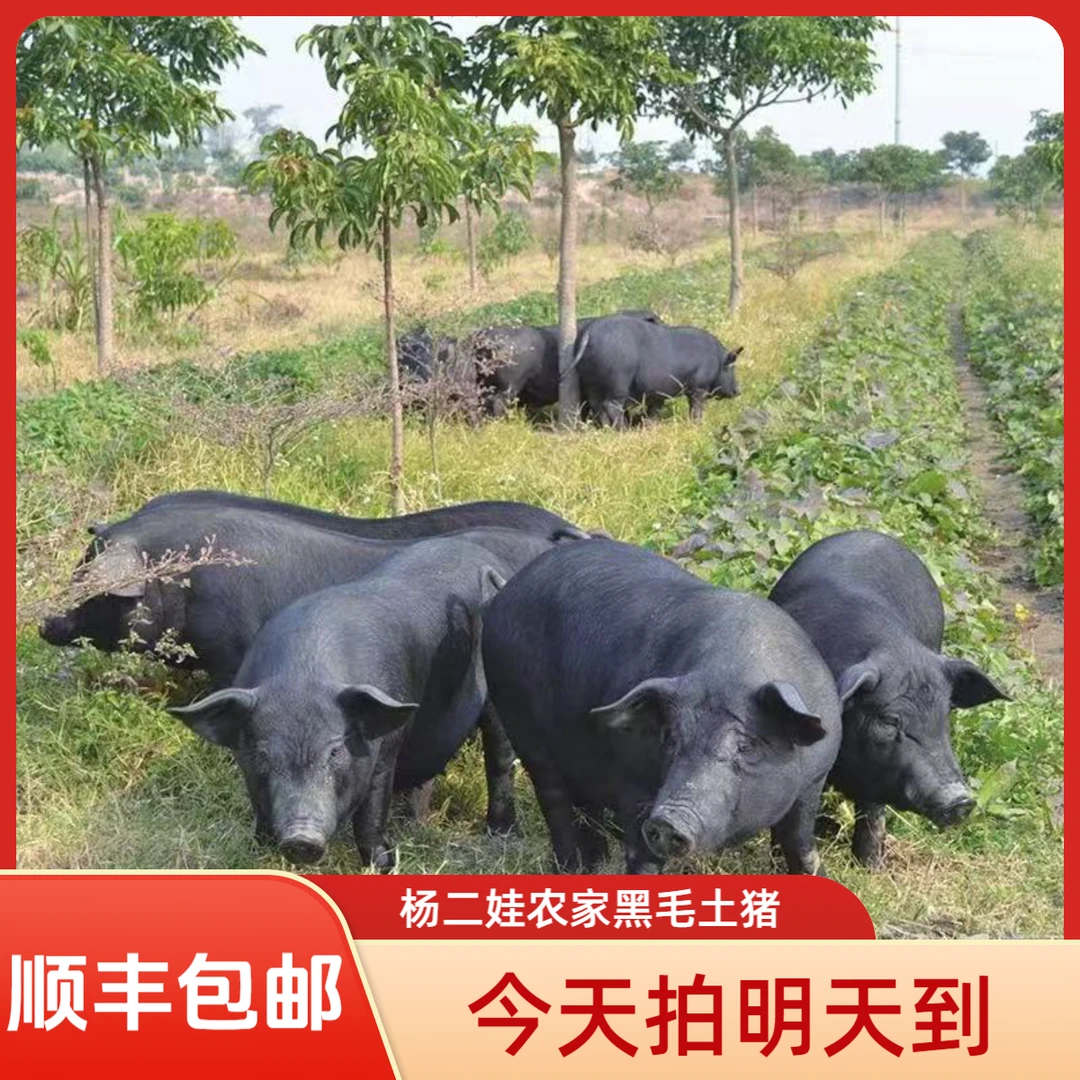 【现称连接】杨幺妹农家熟食黑毛土猪猪顺丰包