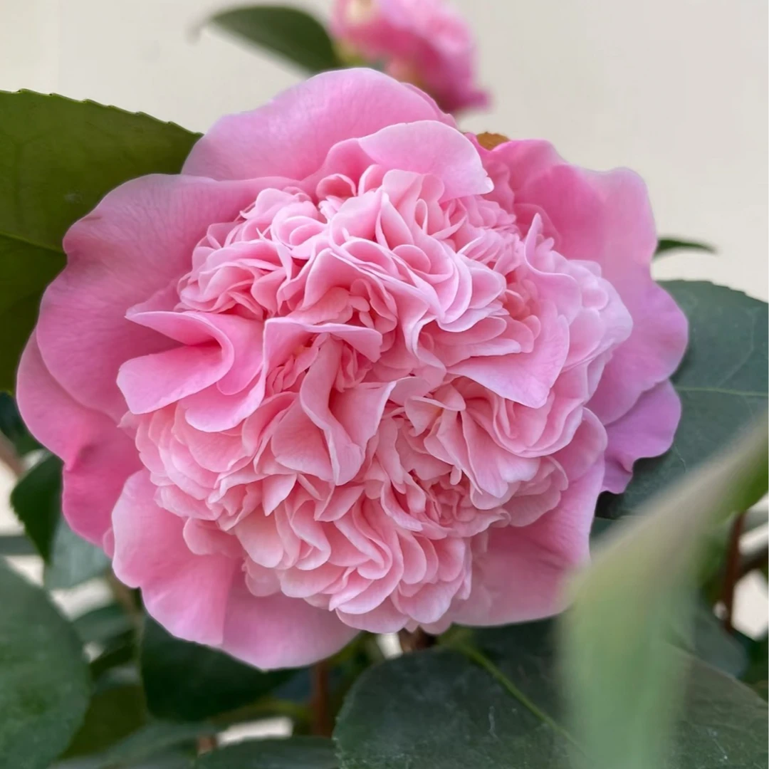 (不包邮)  香妃绿植花卉