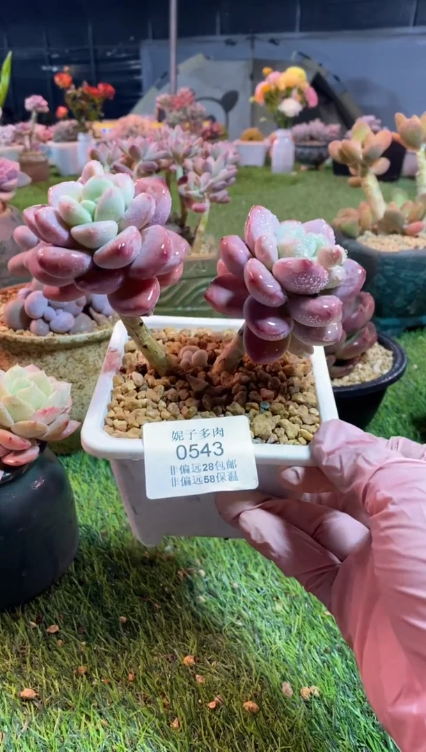 【闪购商品】0543a