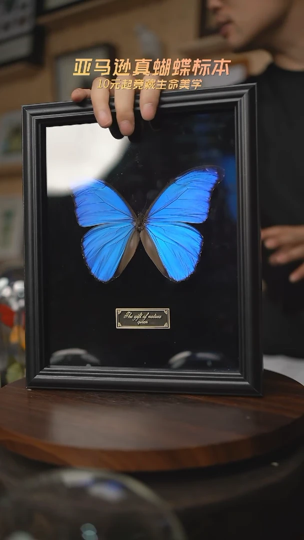 有机玻璃燕****牧大蓝闪蝶黑绒底版10寸欧式框