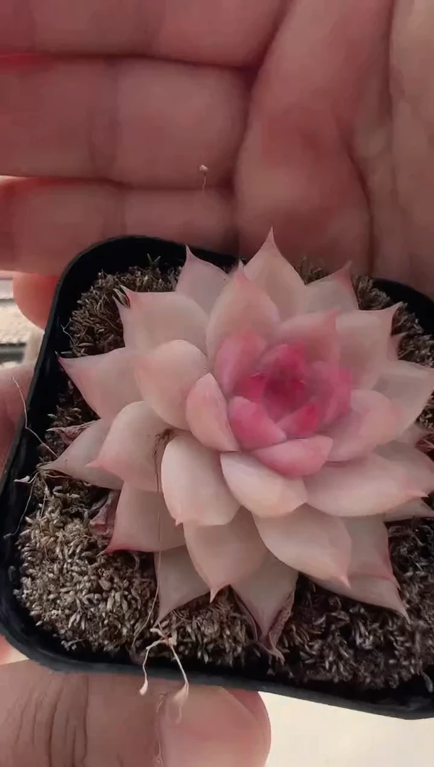 【闪购商品】新款多肉-27