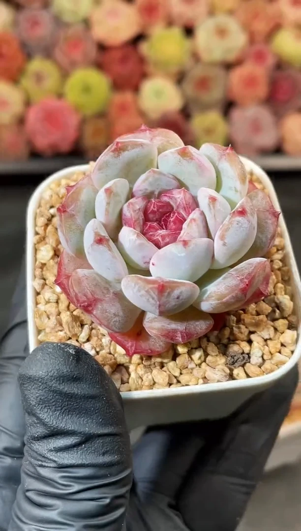 4-21 醒狮4-5厘米 量拍发一颗