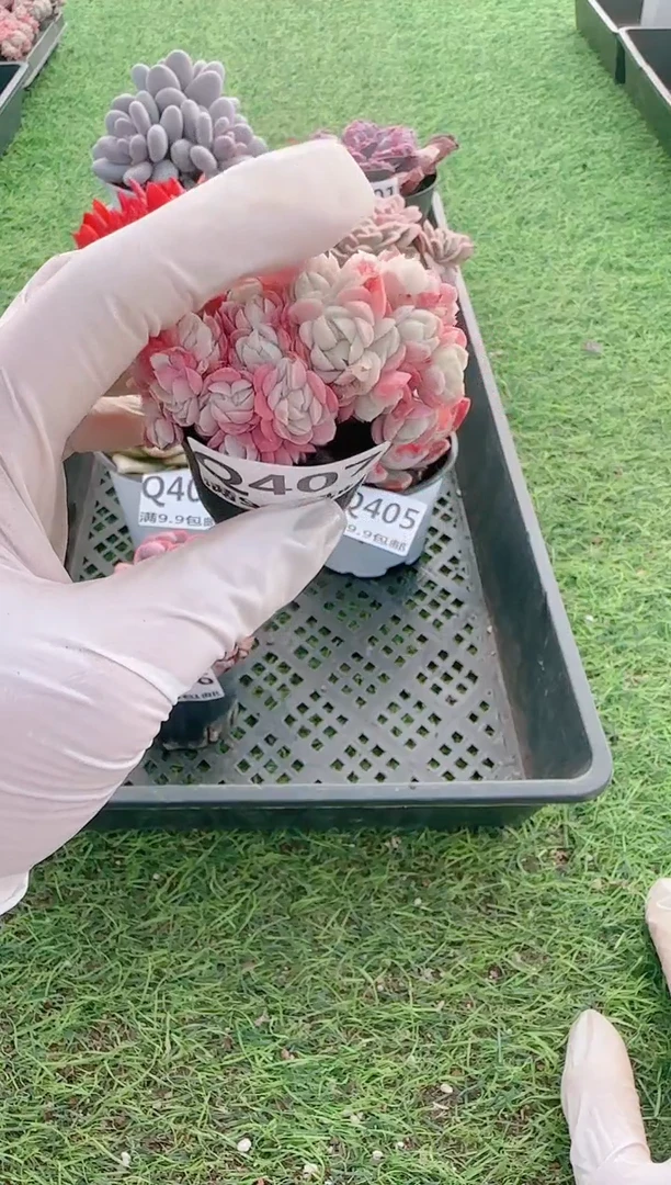 【闪购商品】梦会多肉一物一拍