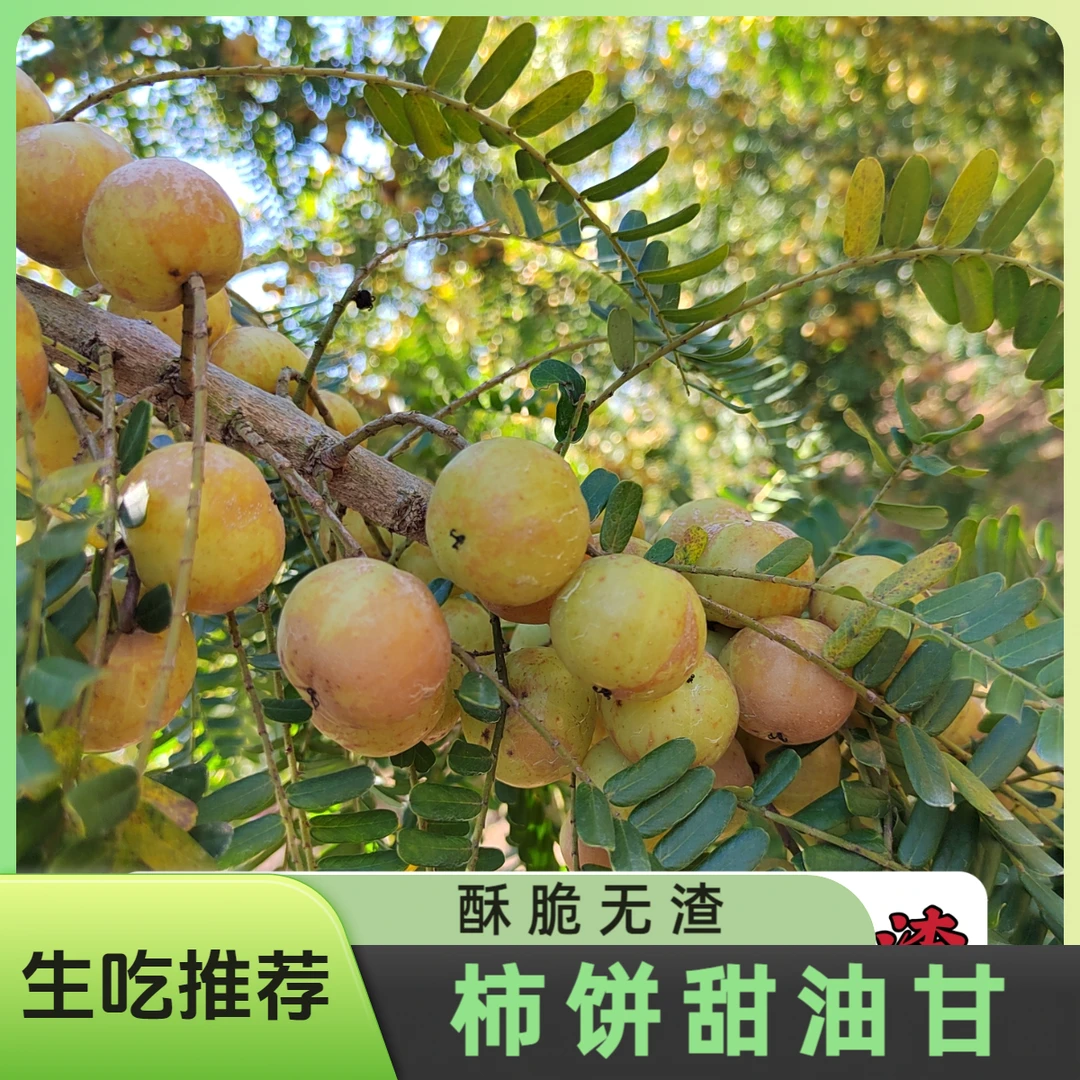 柿饼甜潮汕特产甜油甘余甘果杮饼甜油甘普宁崩坎酥脆油甘500g生吃